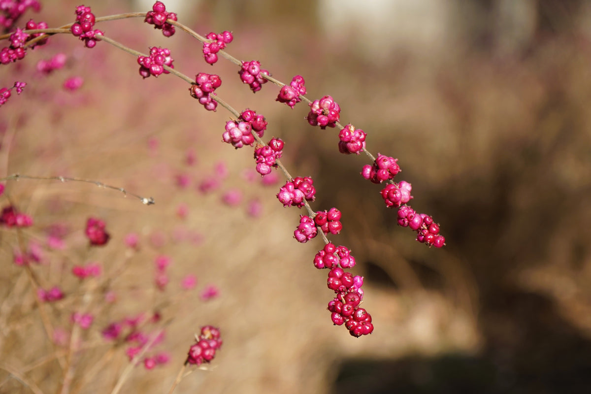25 CORALBERRY Shrub Flower Pink Indian Currant Symphoricarpos Orbiculatus Seeds