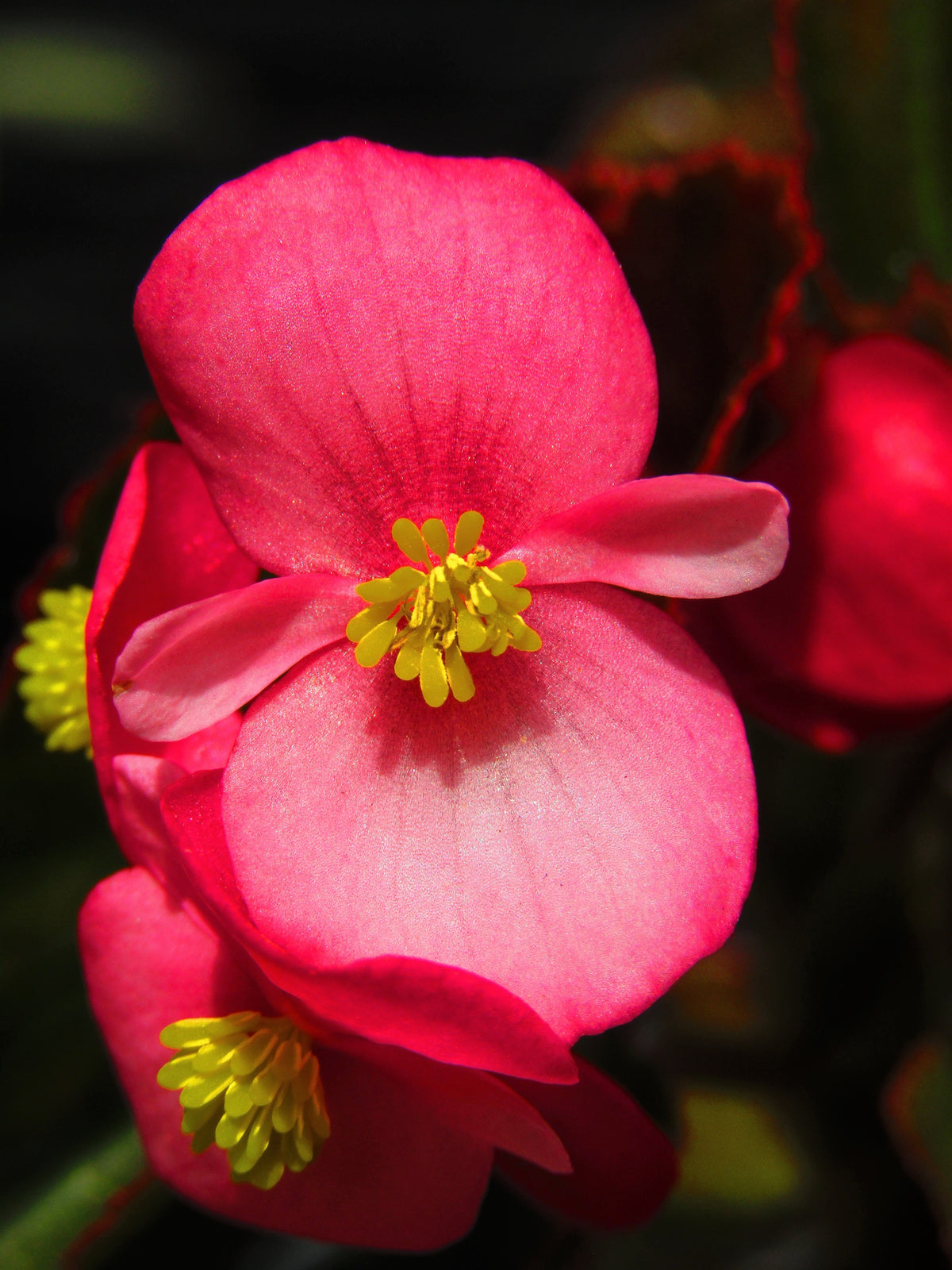 25 Rose PINK WAX BEGONIA Semperflorens Fibrous Shade Flower Seeds