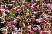 30 CORAL NYMPH SALVIA Coccinea Hummingbird Sage Flower Seeds