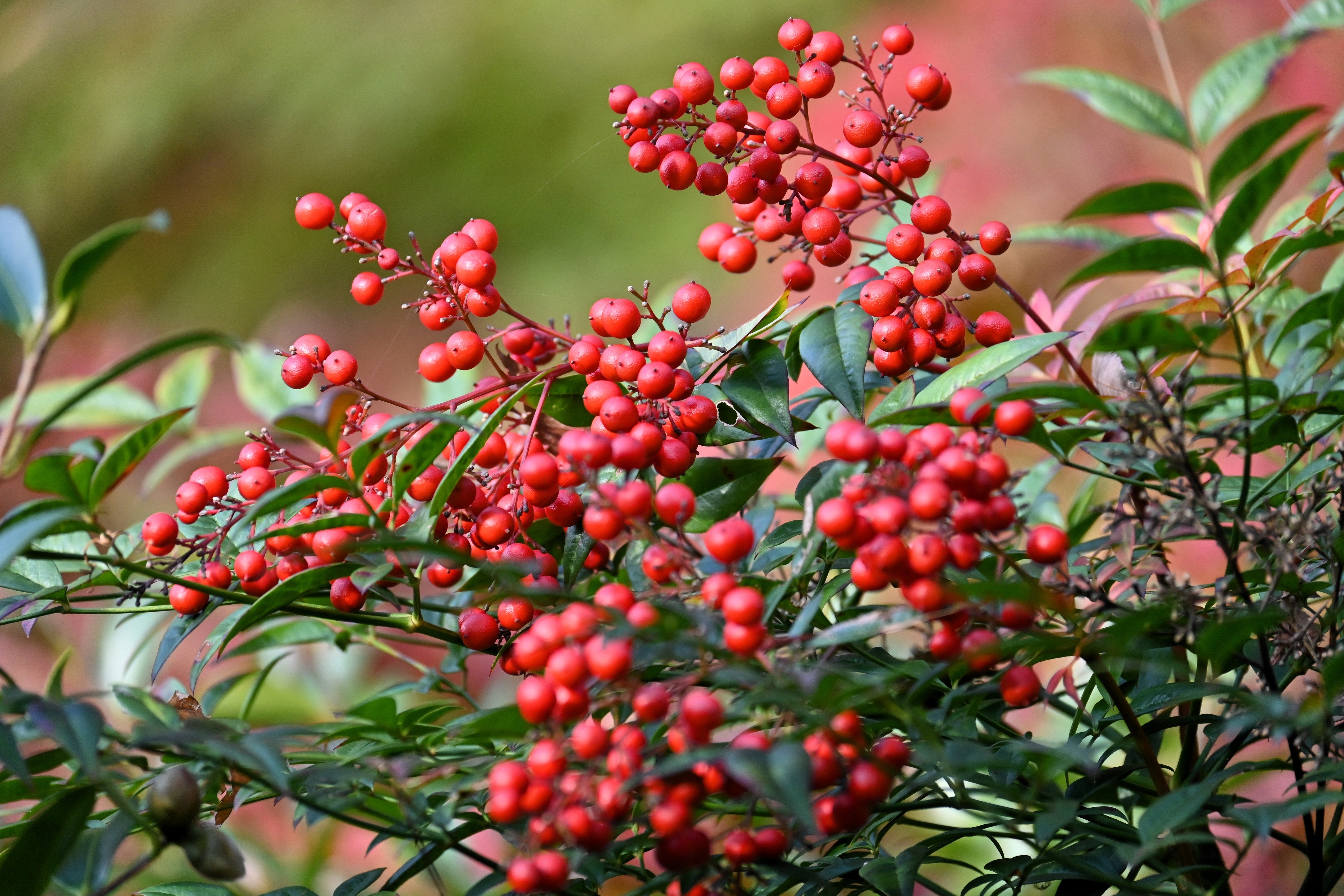 50 HEAVENLY BAMBOO Sacred Nandina Domestica Pink Red Sun Shade Shrub Seeds