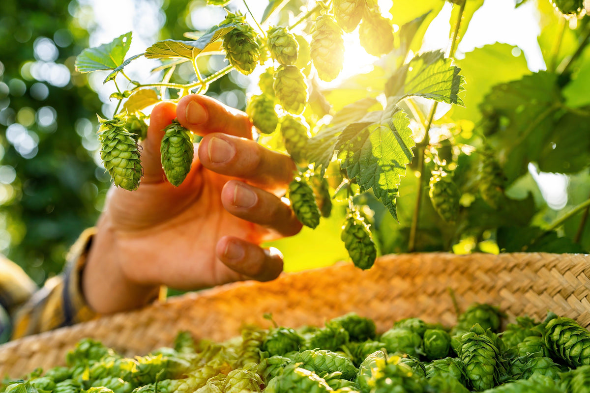 25 COMMON HOPS European Humulus Lupulus Vine Seeds Beer Making Ingredient Seeds