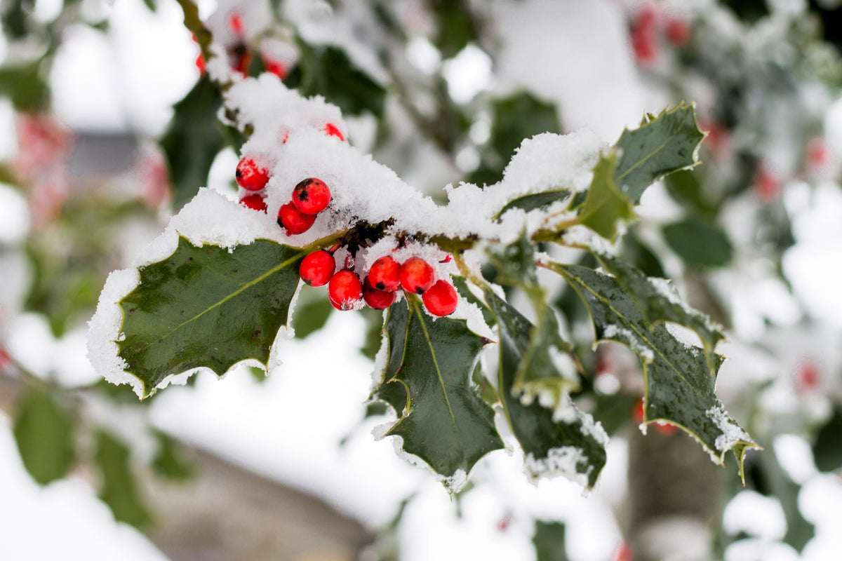 40 ENGLISH HOLLY Ilex Aquifolium aka European Common or Christmas Holly Evergreen Tree Shrub Berry Seeds