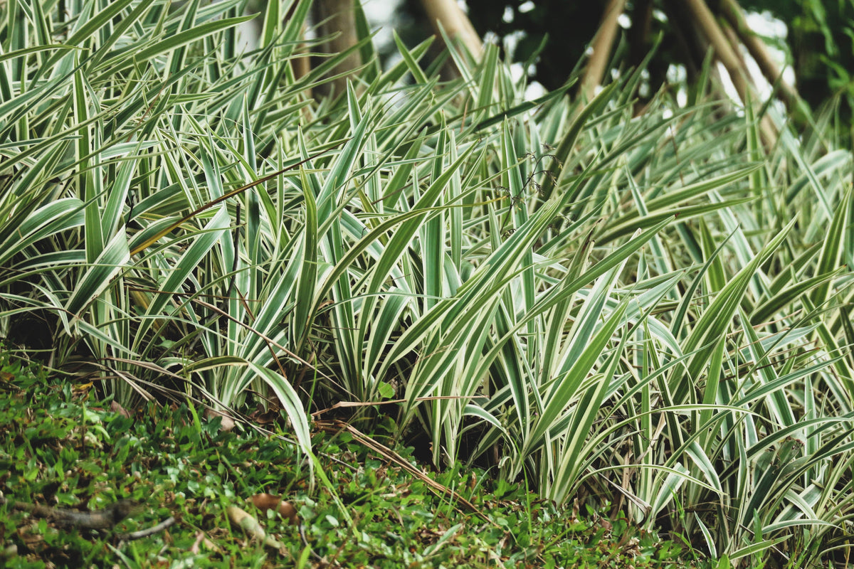 1000 Variegated RIBBON GRASS Reed Canary Phalaris Arundinacea Pink Flower Seeds