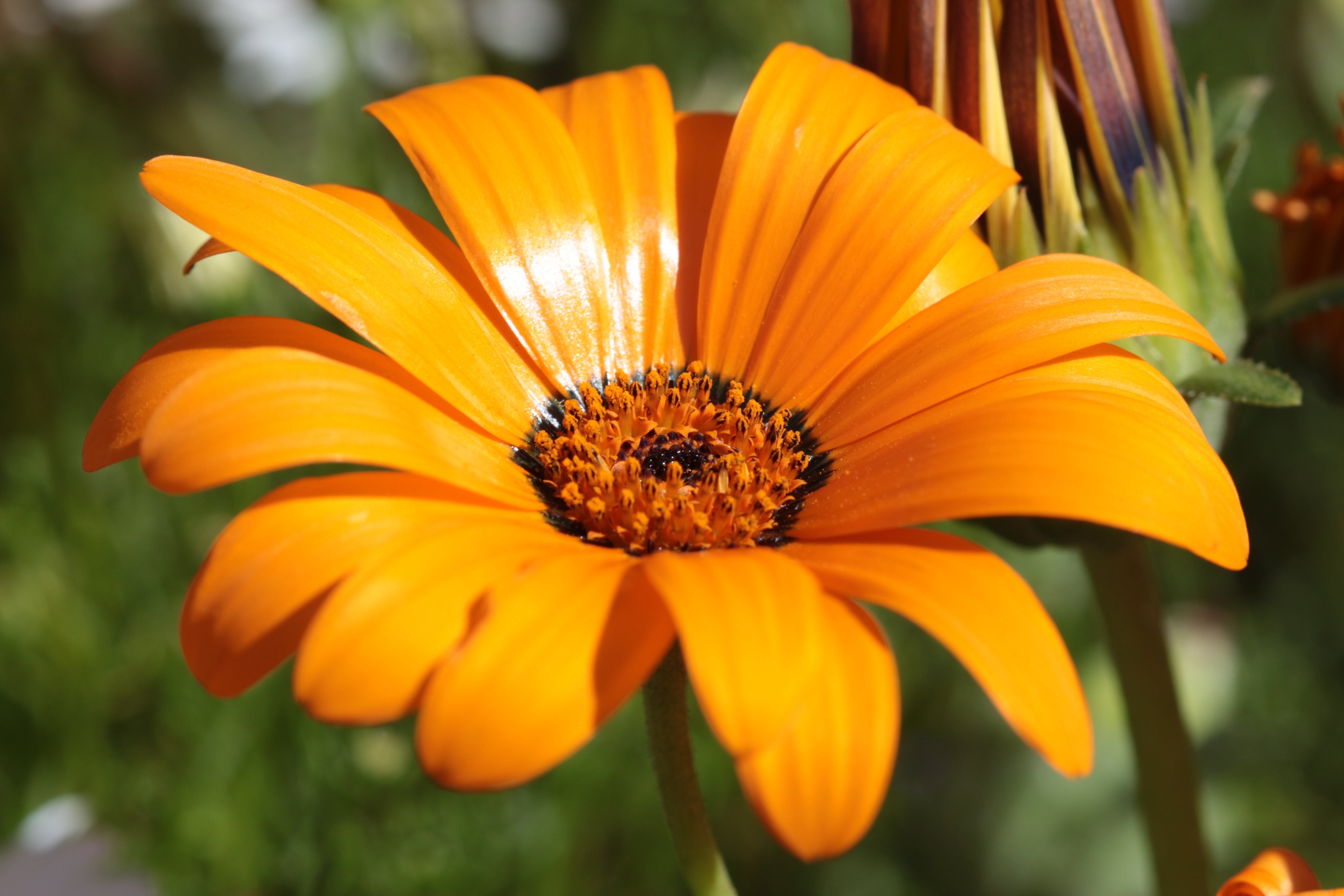 1000 MIXED AFRICAN DAISY ( Cape Marigold / Sun Marigold ) Dimorphotheca Sinuata Flower Seeds