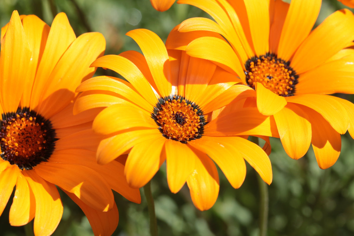 1000 MIXED AFRICAN DAISY ( Cape Marigold / Sun Marigold ) Dimorphotheca Sinuata Flower Seeds