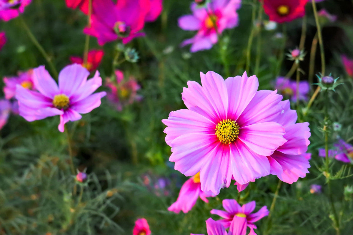 300 GLORIA COSMOS Bipinnatus 2-Tone Pink Fast Growing Flower Seeds