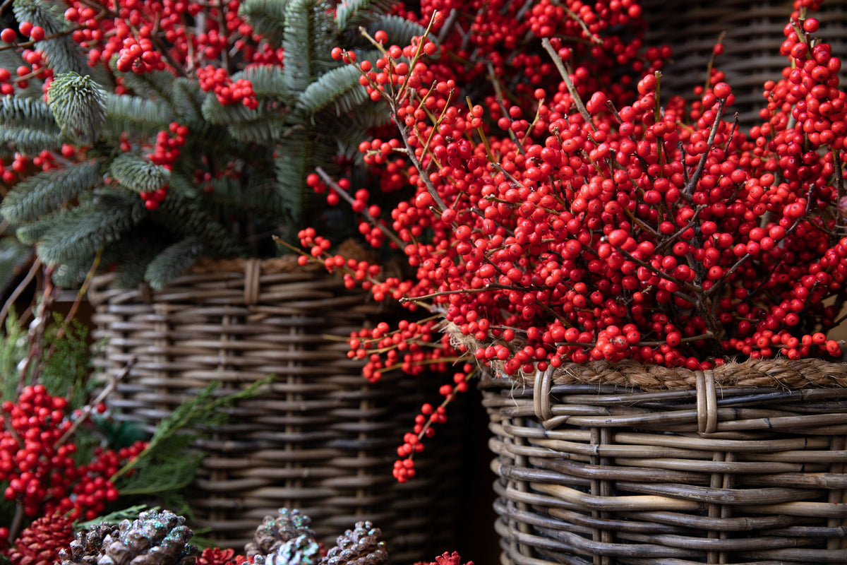 50 WINTERBERRY Holly Ilex Verticillata - Candian Holly  / Fever Bush / Black Alder Tree Shrub Red Berry White Flower Seeds
