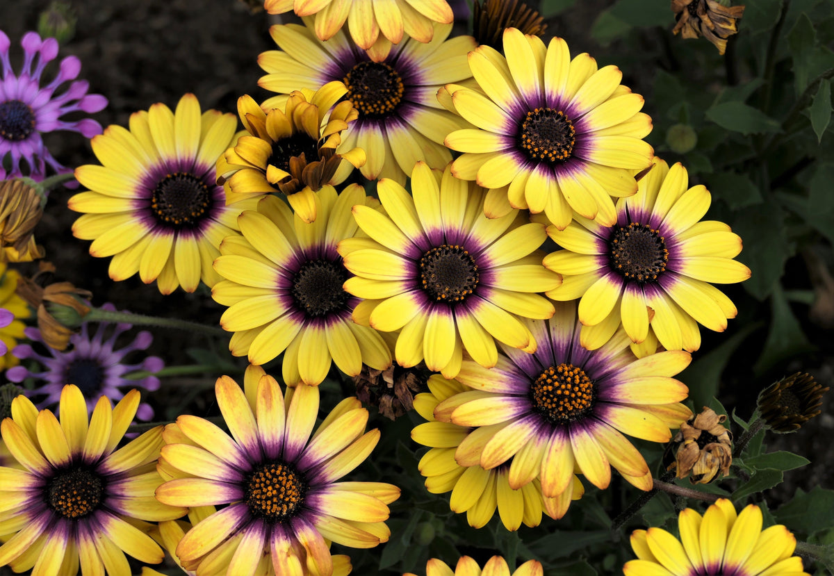 1000 MIXED AFRICAN DAISY ( Cape Marigold / Sun Marigold ) Dimorphotheca Sinuata Flower Seeds
