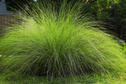 200 WEEPING LOVE GRASS Ornamental African Lovegrass Eragrostis Curvala Seeds