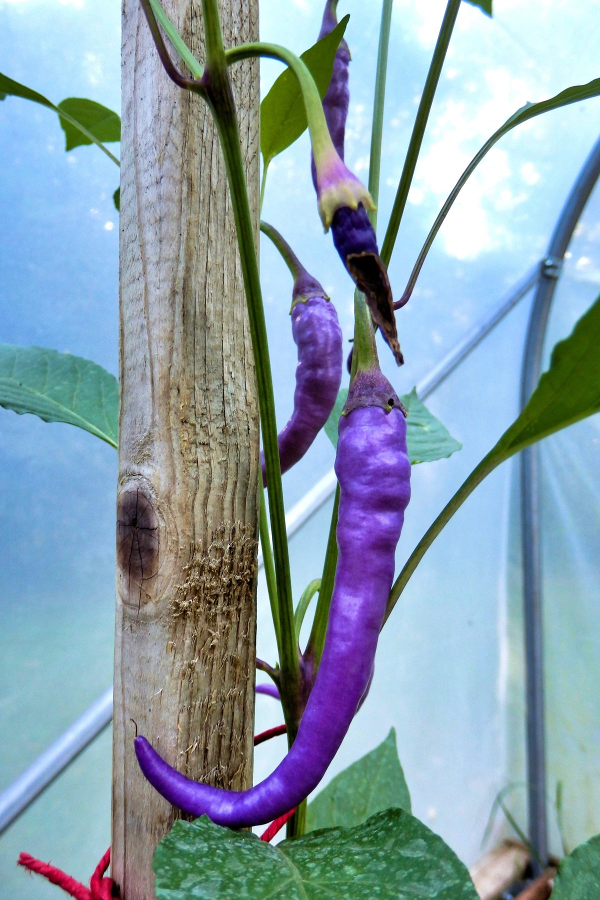 50 PURPLE CAYENNE PEPPER Hot Capsicum Annuum Vegetable Seeds