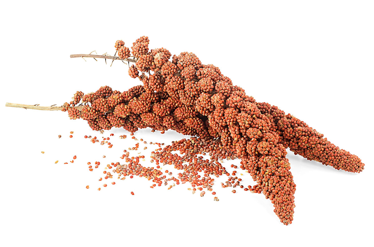 25 RED JEWEL MILLET Setaria Italica Ornamental Grass Flower Seeds