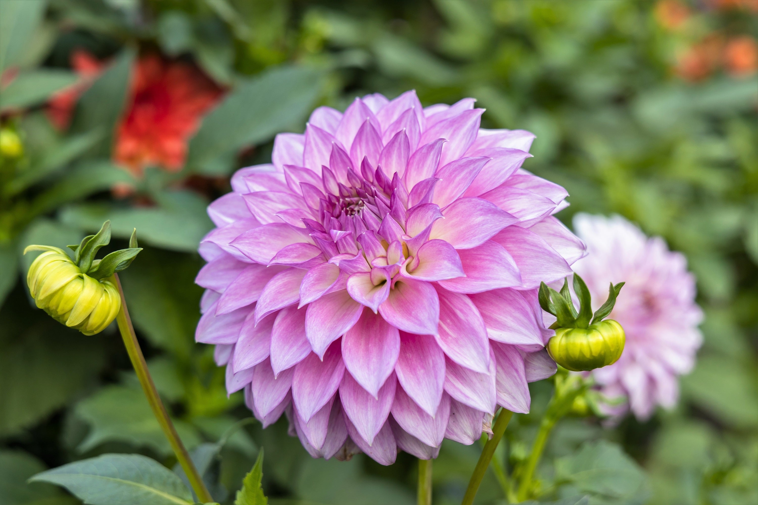 50 WATERCOLOR MIX DAHLIA Variabilis Double Bloom Mixed Colors Yellow Peach Pink Lavender Cream Orange Flower Seeds
