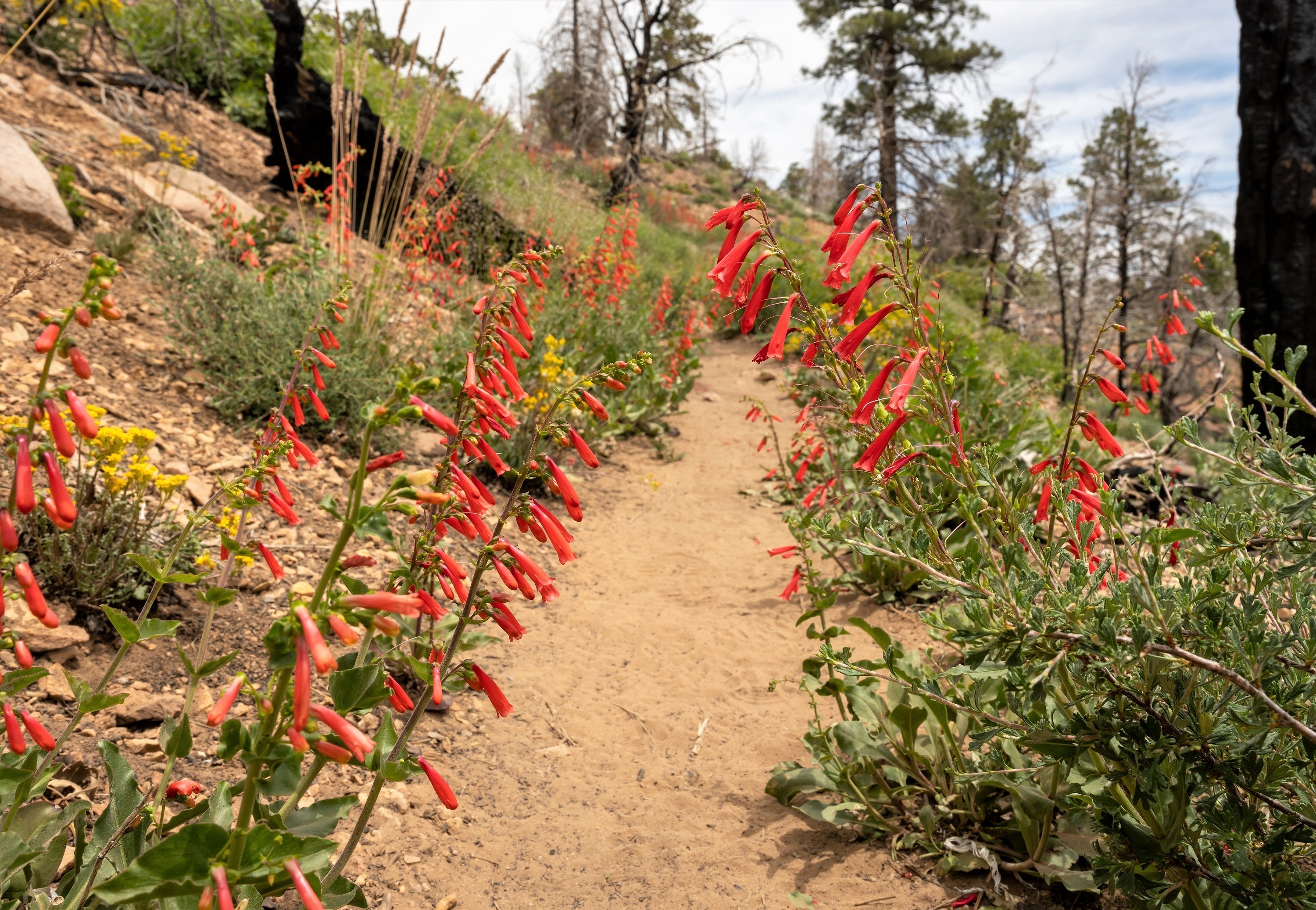 150 Eatons RED FIRECRACKER PENSTEMON Eatonii Native Hummingbird Flower Seeds