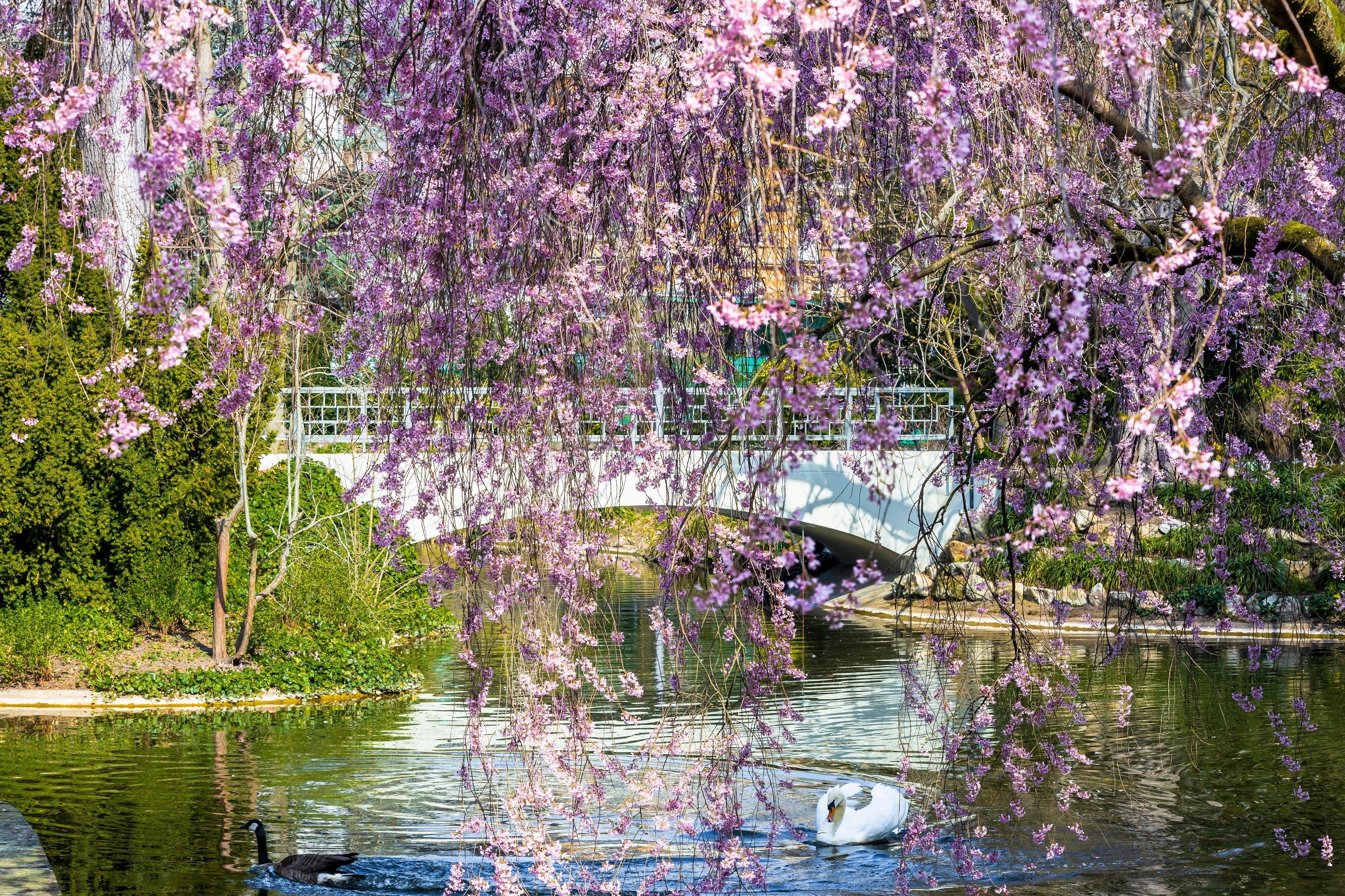 10 WEEPING HIGAN CHERRY Tree Japanese Prunus Subhirtella Pendula Pink Flower Seeds