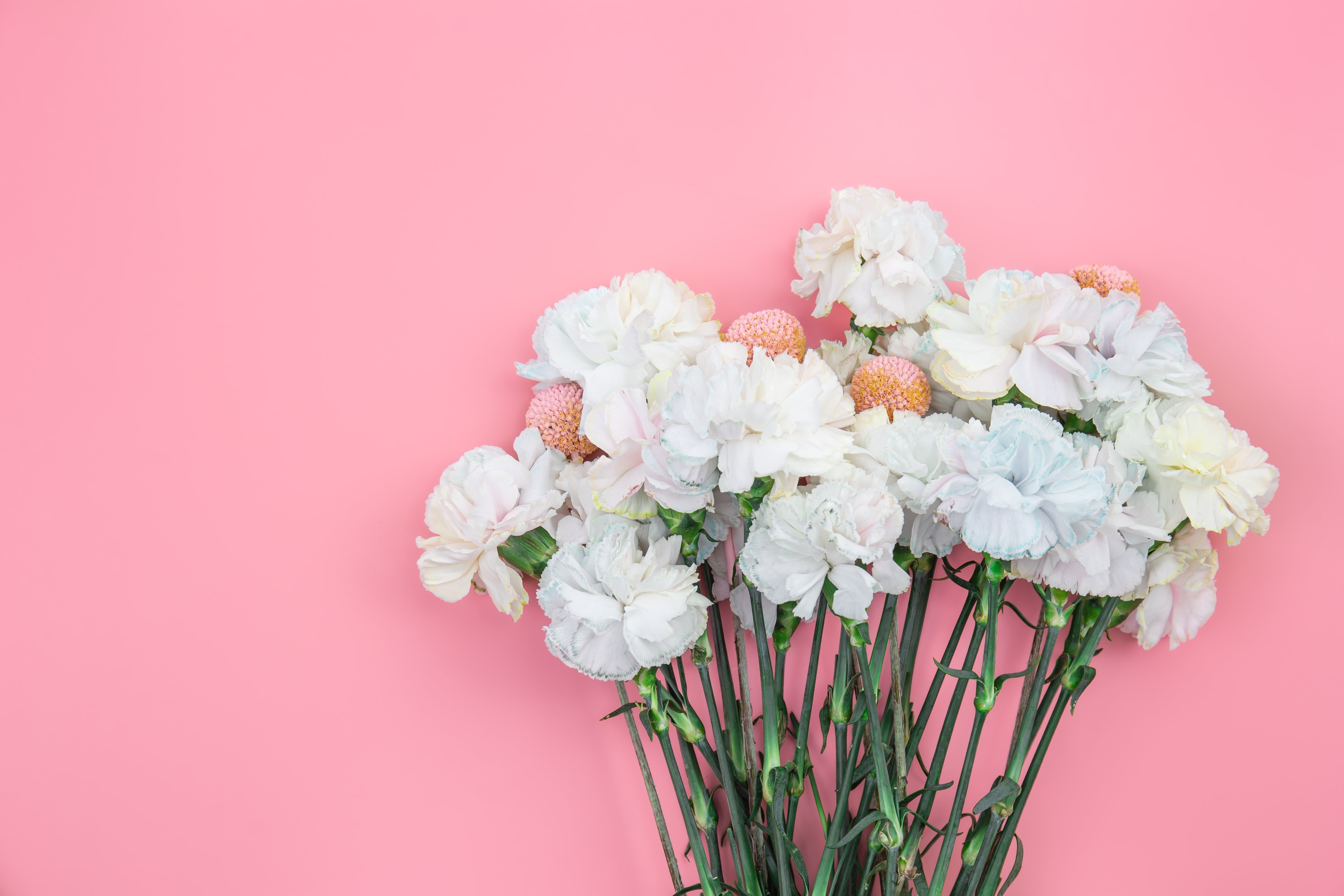 50 WHITE CARNATION Dianthus Caryophyllus Grenadin Flower Seeds