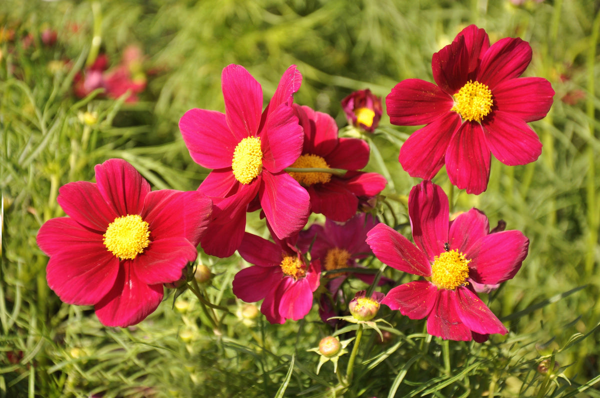 300 RED COSMOS DAZZLER Cosmos Bipinnatus Flower Seeds