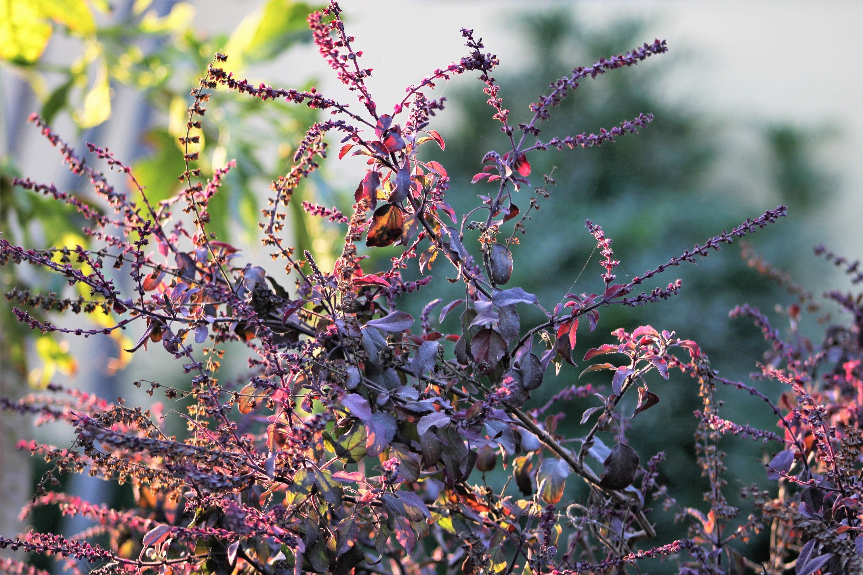 Purple Krishna Tulsi Holy Basil Seeds - Thumbnail 3