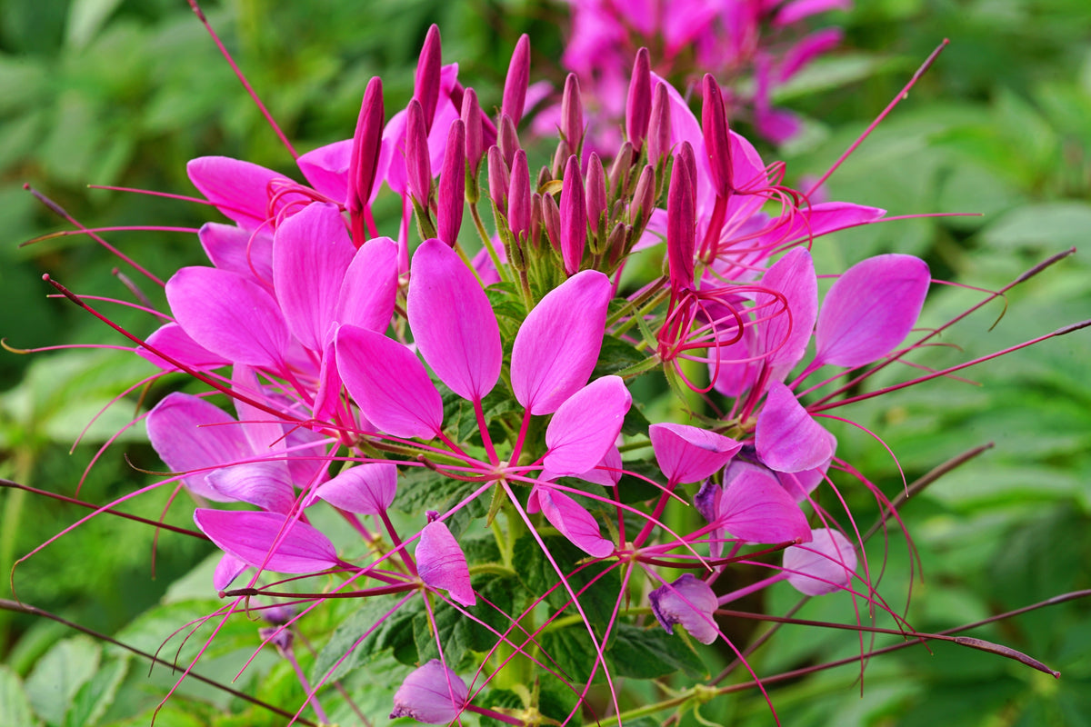 200 MAUVE QUEEN CLEOME Spinosa Hassleriana Purple Pink Spider Flower Seeds