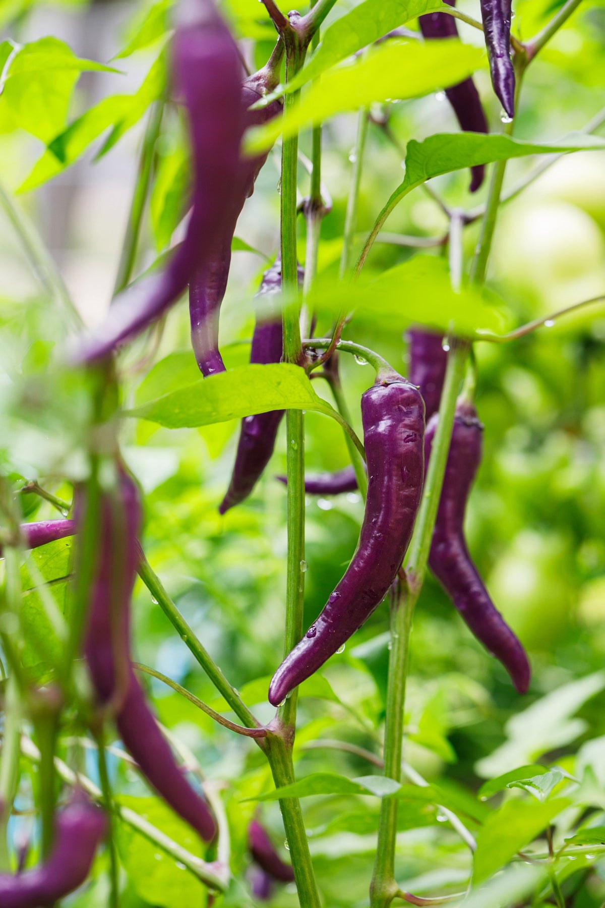 50 PURPLE CAYENNE PEPPER Hot Capsicum Annuum Vegetable Seeds