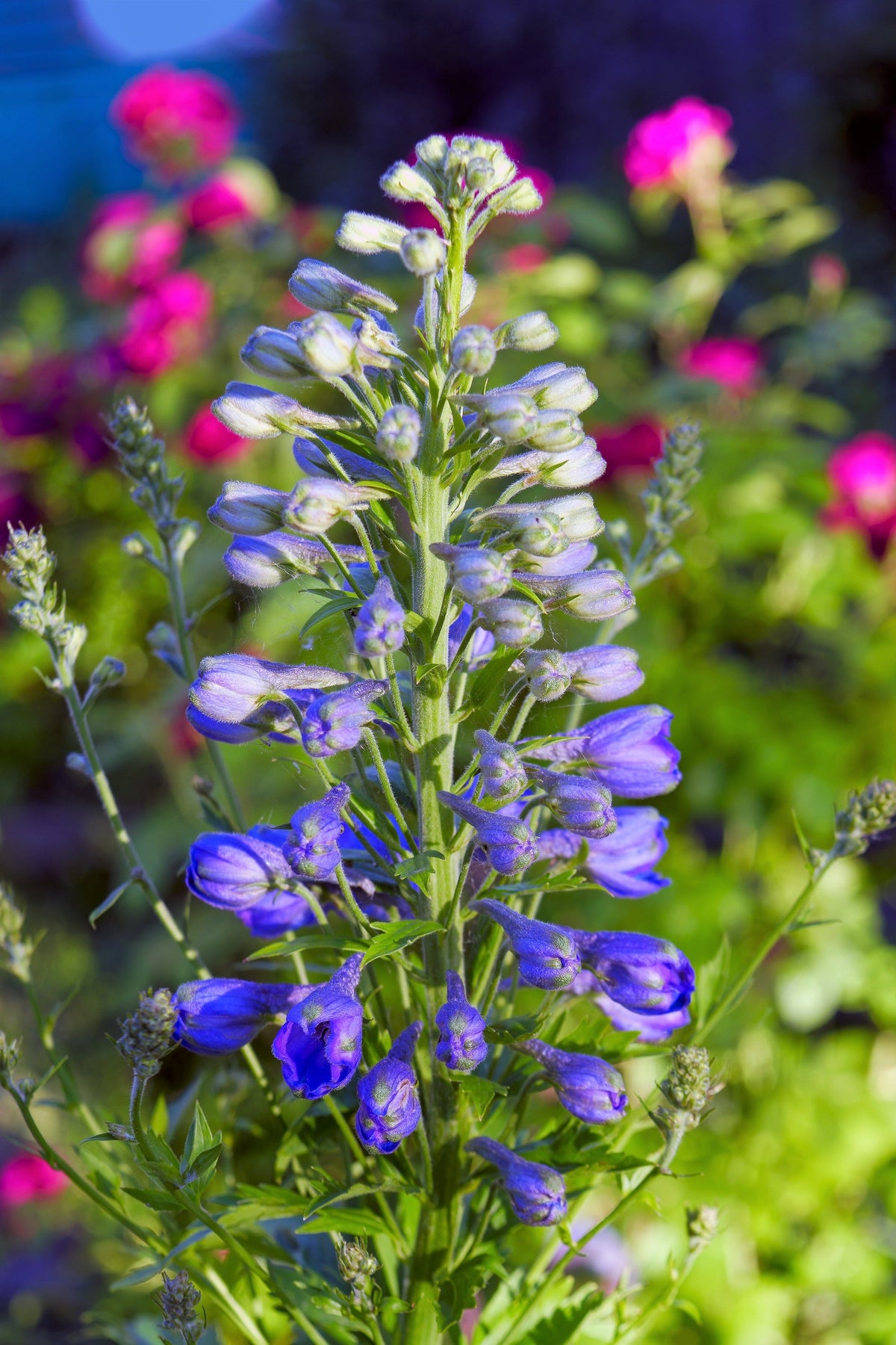 100 BLUE SPIRE LARKSPUR Delphinium Consolida Ambigua Ajacis Flower Seeds