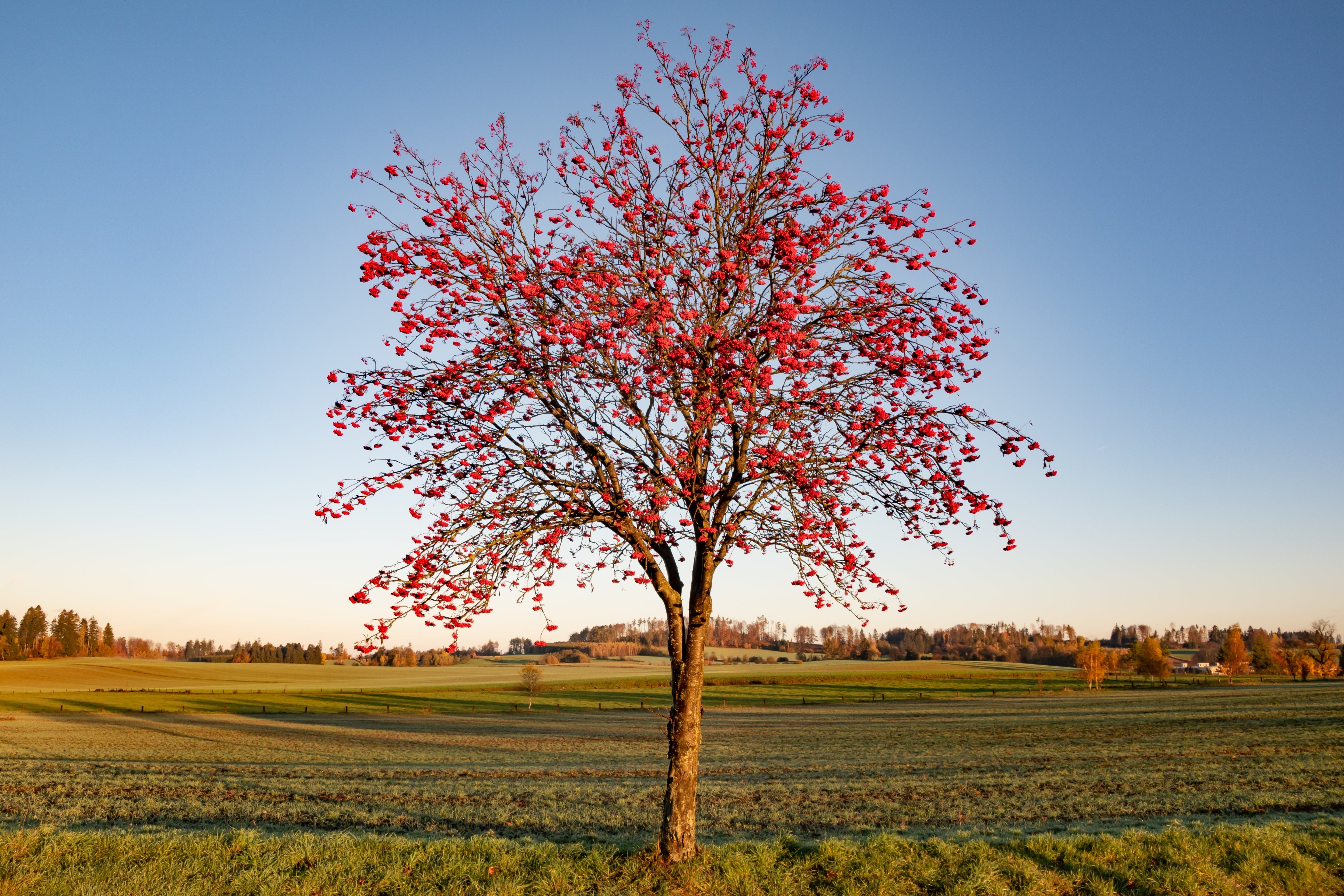 20 ASH TREE Mountain / Amur / Rowan - Sorbus Aucuparia Seeds
