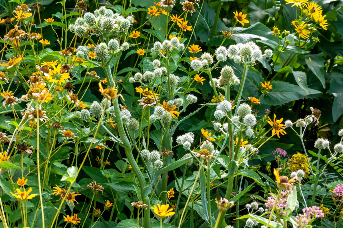 200 RATTLESNAKE MASTER / Button Snakeroot  Eryngium Yuccifolium Flower Seeds