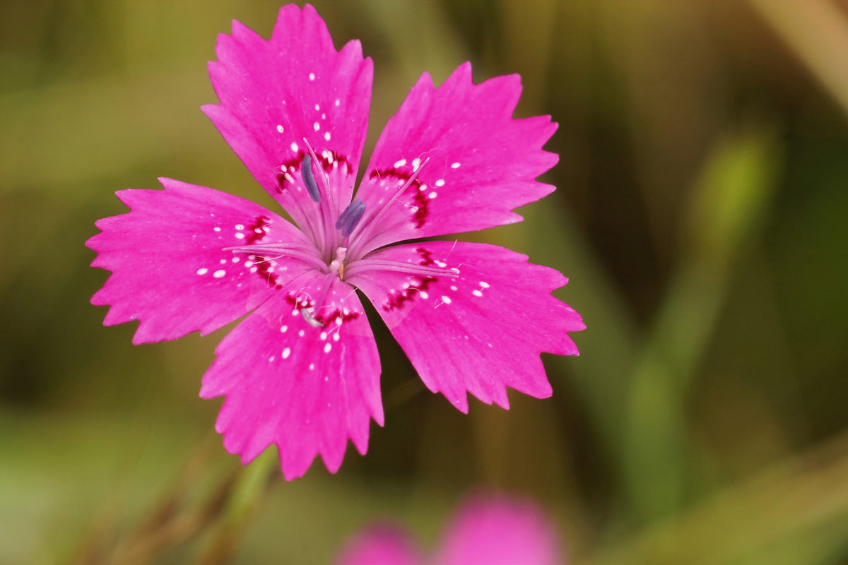 550 MAIDEN PINKS Mixed Colors Dianthus Deltoides Flower Seeds