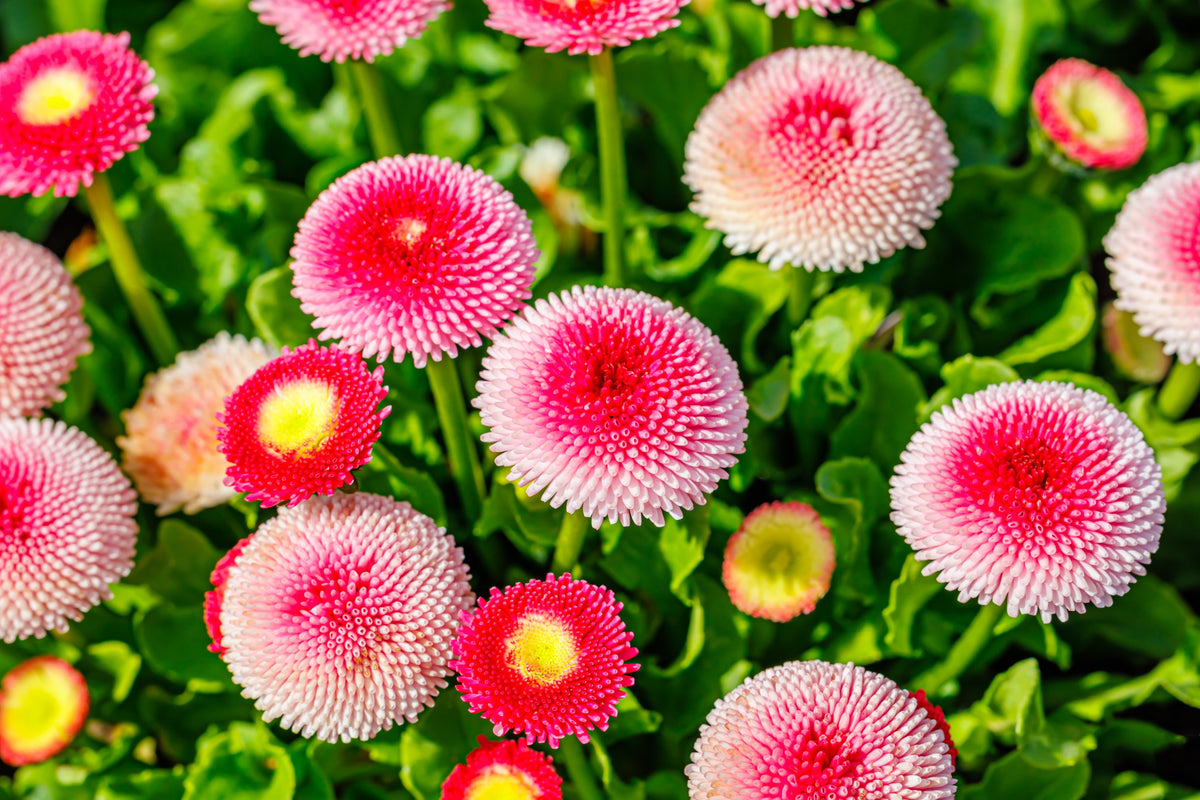 100 Strawberries & Cream ENGLISH DAISY Bellis Perennis Flower Seeds