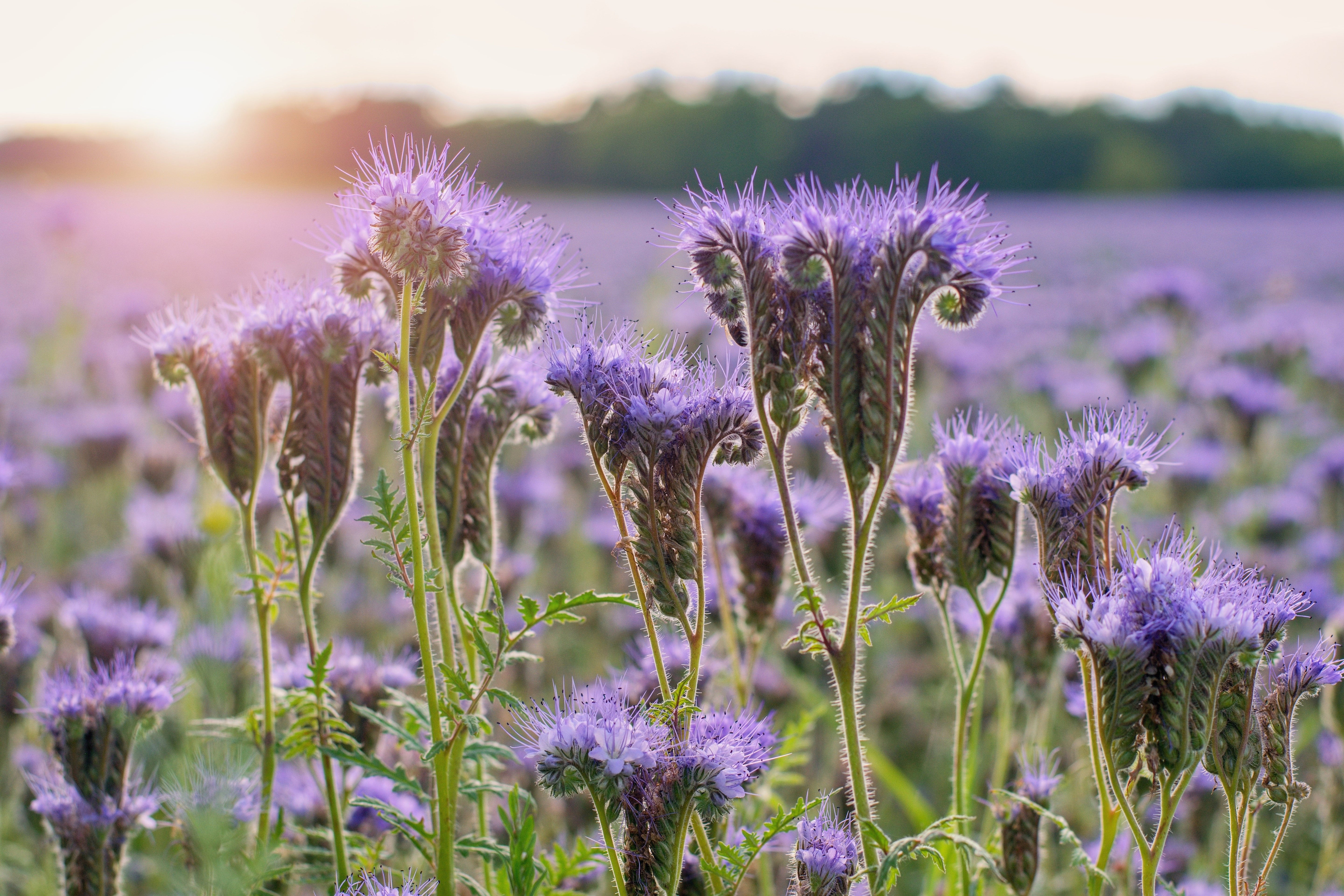 300 PURPLE TANSY Lacy Fiddleneck Phacelia Tanacetifolia Flower Seeds