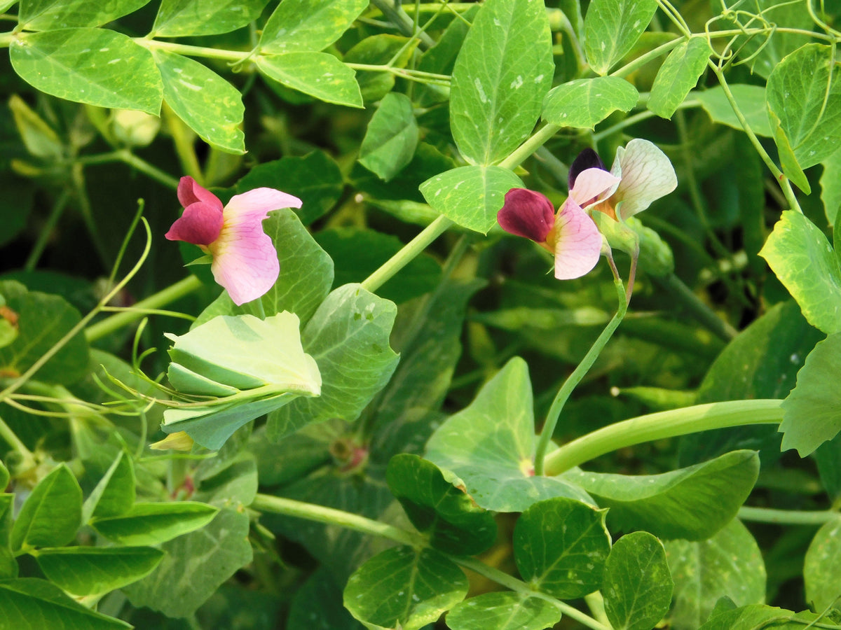 50 AUSTRIAN WINTER PEA Caley Flower Pisum Sativum Ground Cover Crop Legume Seeds