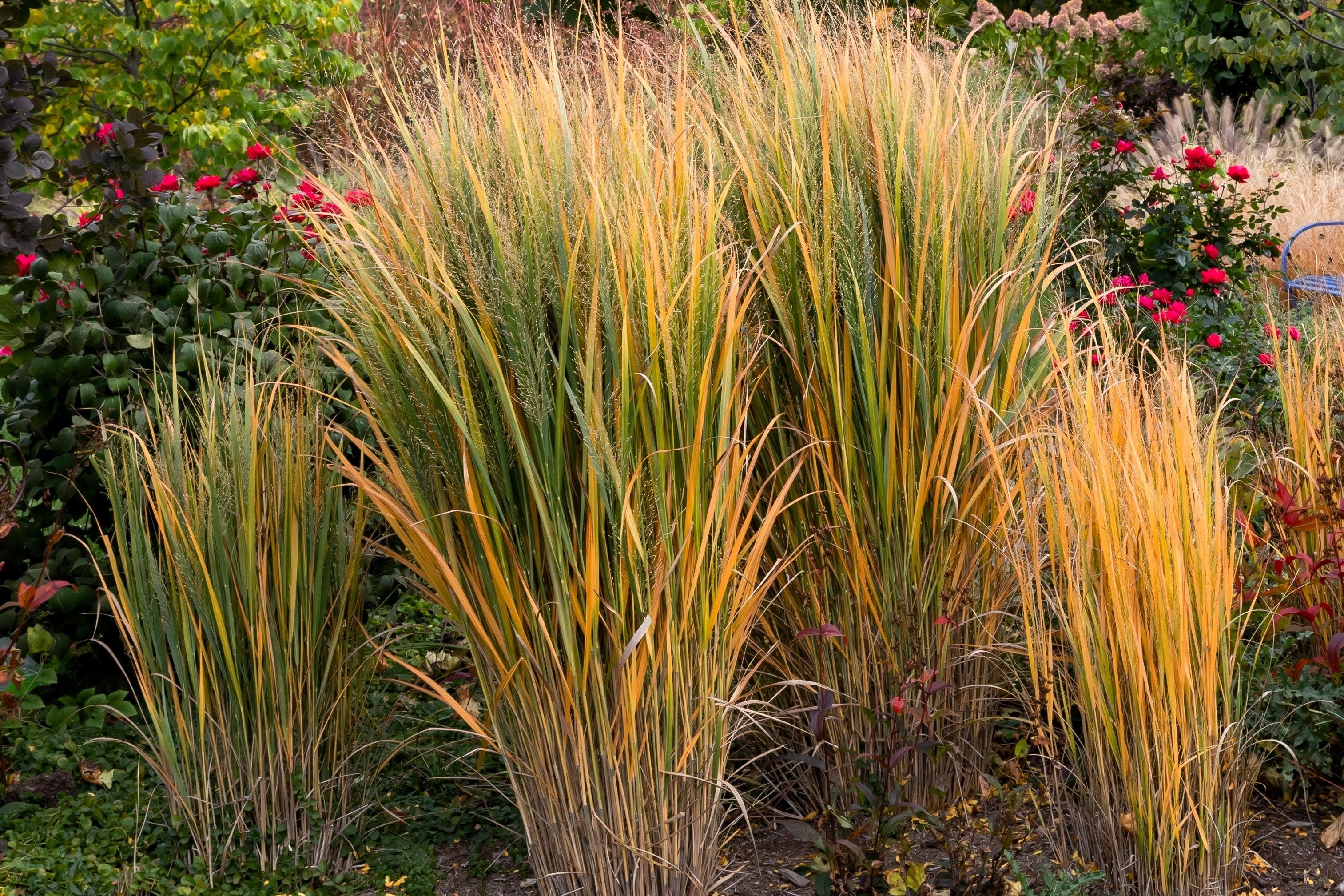 30 Violet PANIC GRASS Panicum Miliaceum Violaceum Ornamental Purple Millet Seeds