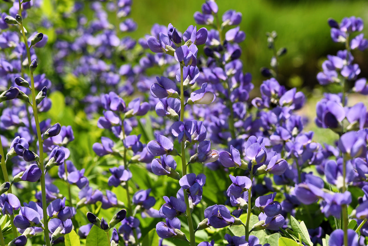 50 BLUE WILD INDIGO (False Indigo) Baptisia Australis Flower Seeds