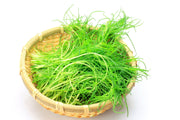 75 SALTWORT Okahijiki Japanese Greens Salsola Komarovii Leaf Vegetable Seeds