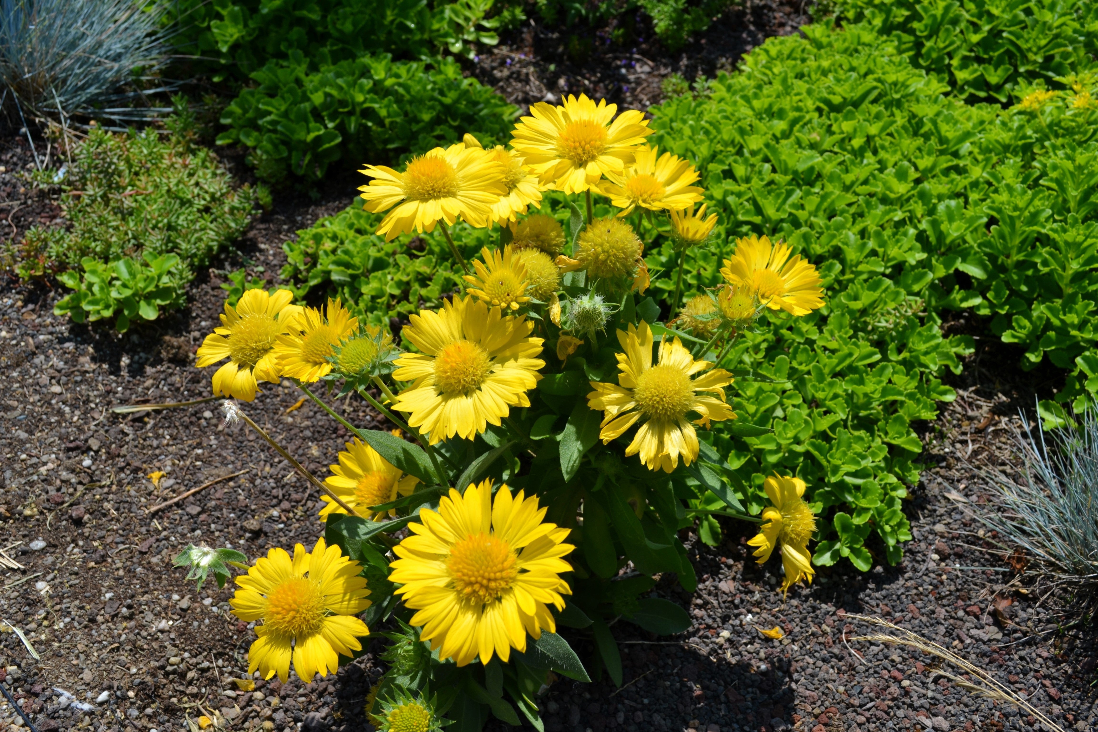 100 YELLOW GAILLARDIA (Blanket Flower / Indian Blanket) Gaillardia Aristata Flower Seeds