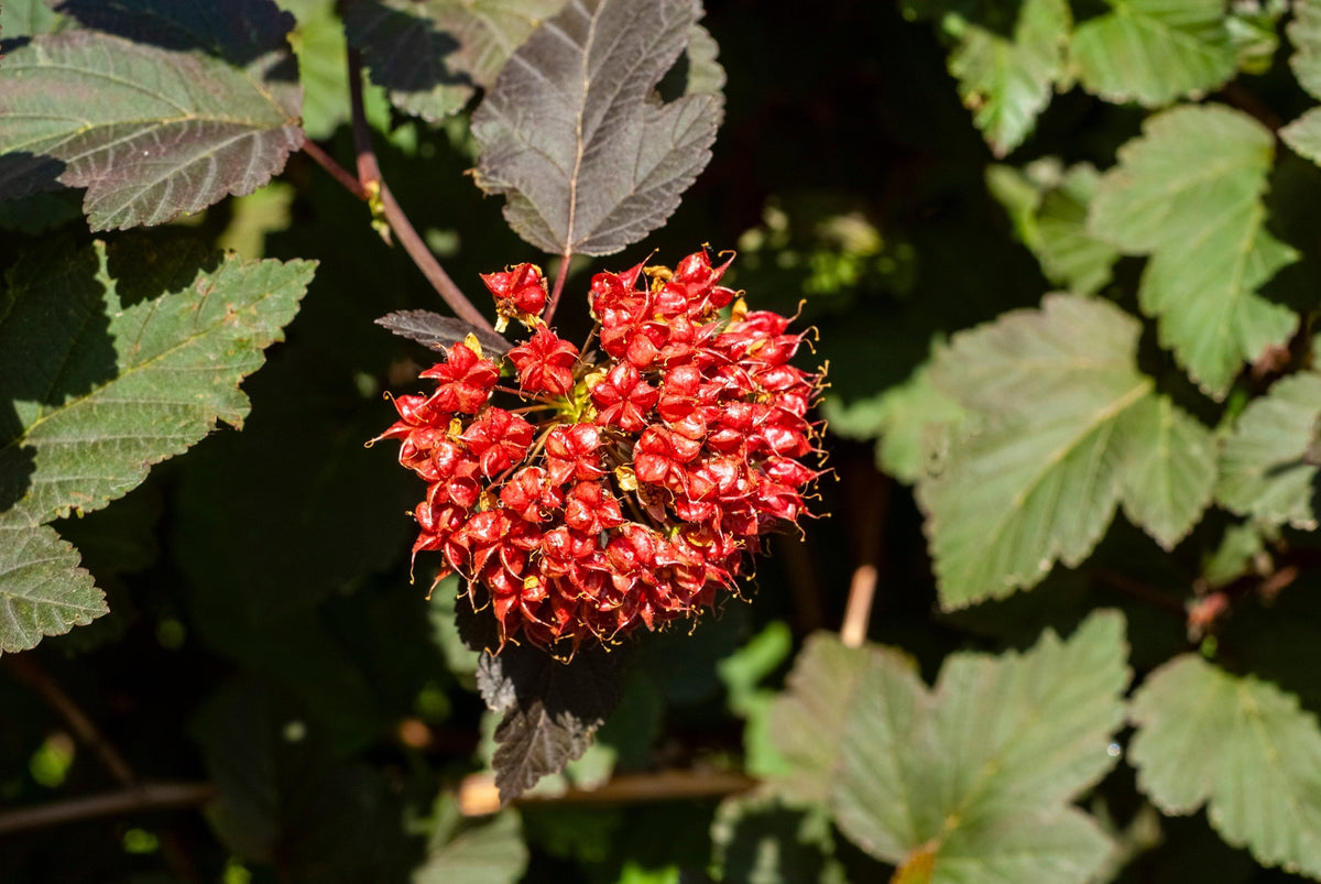 50 PACIFIC NINEBARK Physocarpus Capitatus Western Ninebark Native White Pink Red Flower Shrub Seeds