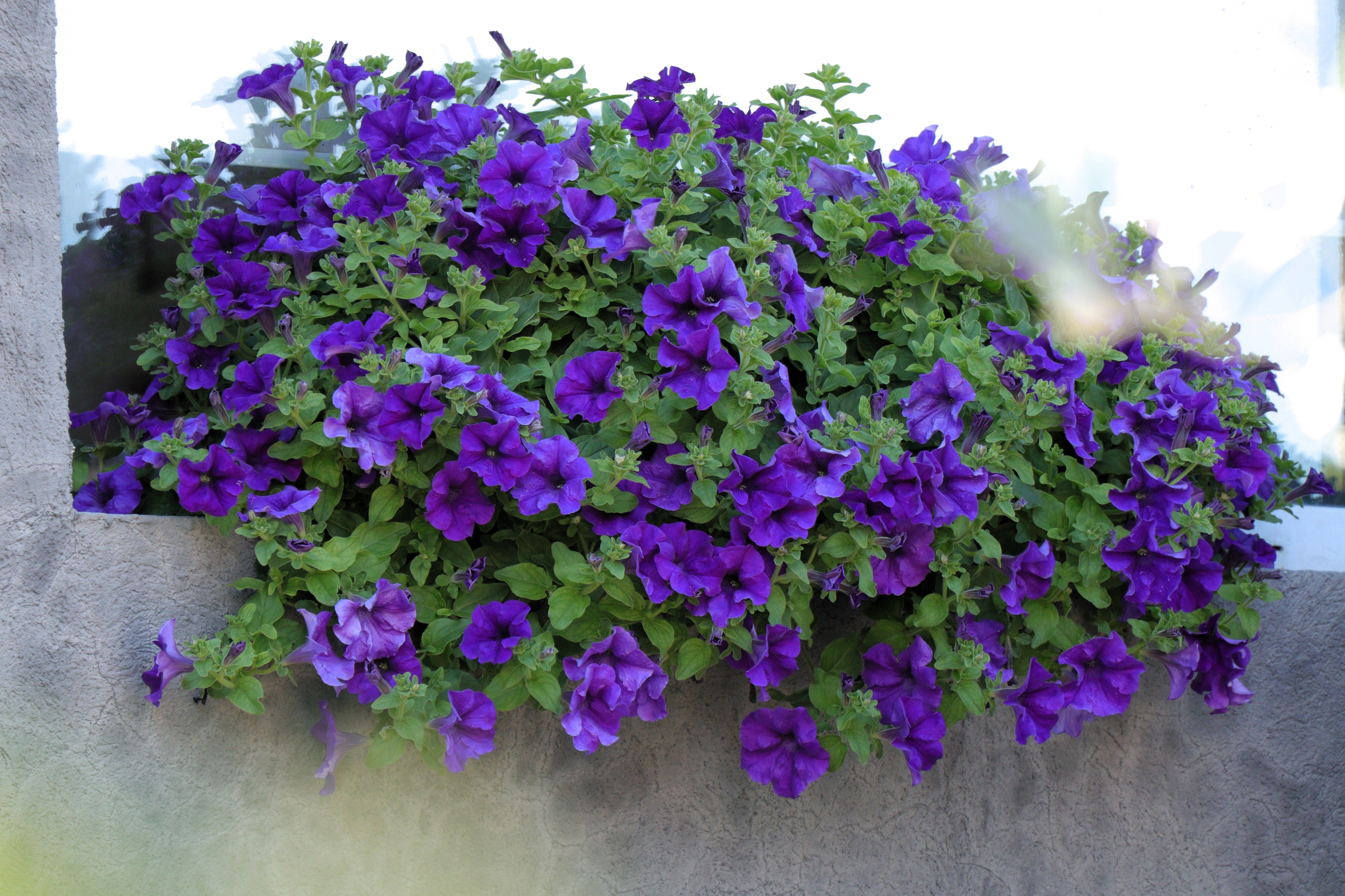 100 DWARF Alderman BLUE PETUNIA Nana Compacta Purple Flower Seeds