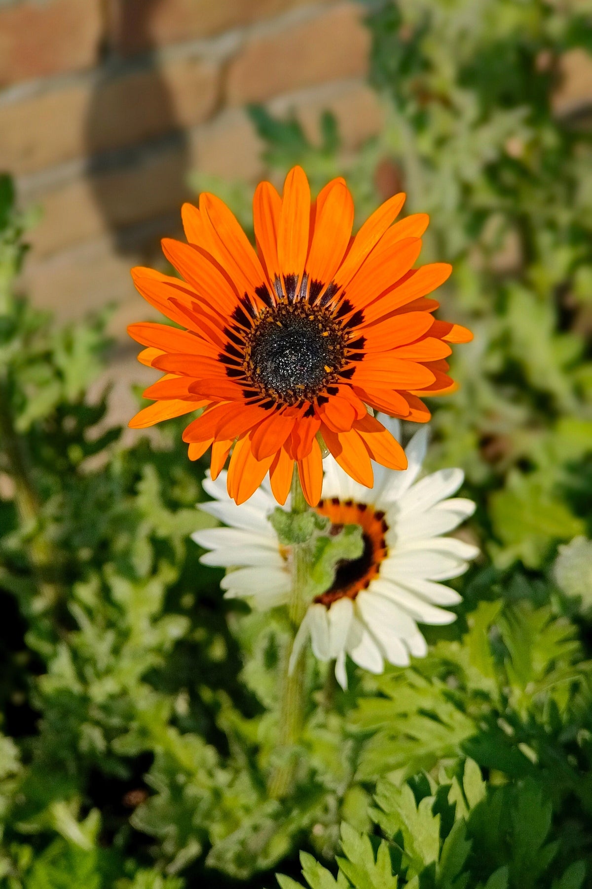 50 ORANGE PRINCE Cape DAISY Monarch of the Veldt Venidium Fastuosum Flower Seeds