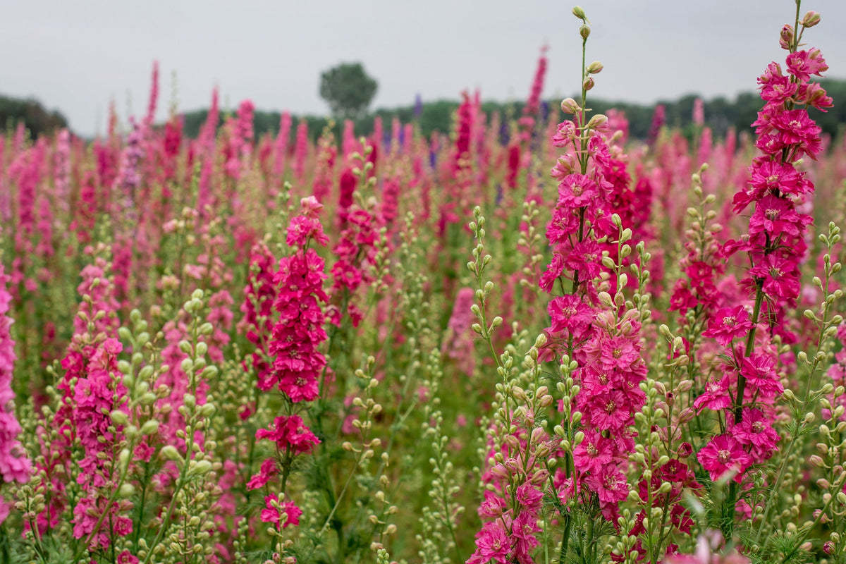 100 SUBLIME PINK LARKSPUR Consolida Ambigua Ajacis Delphinium Bright Pink Flower Seeds