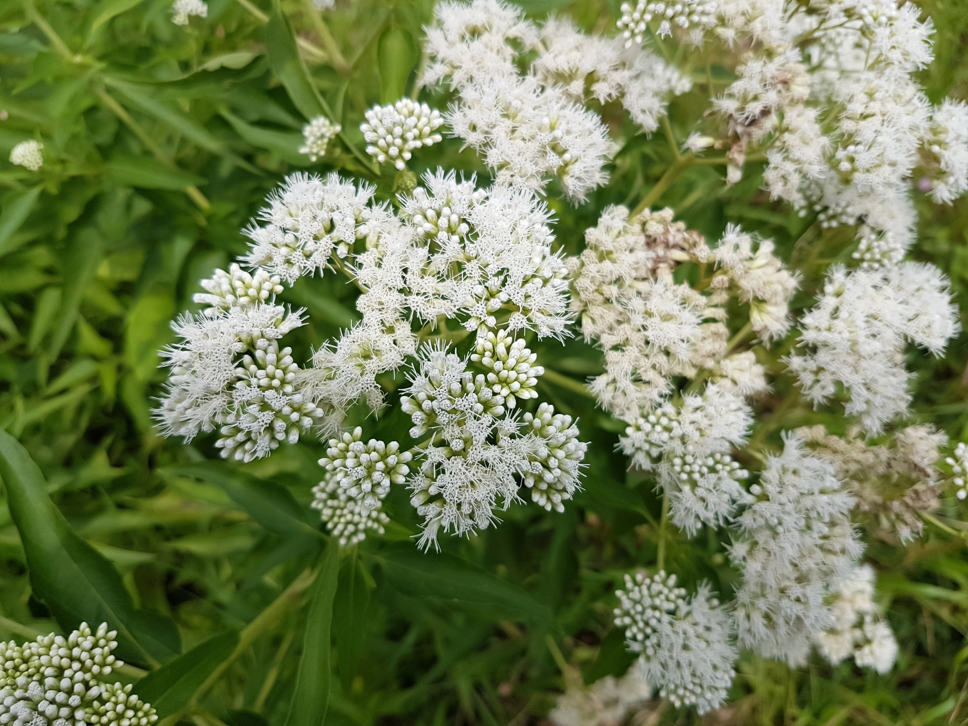 200 TALL WHITE BONESET (Thoroughwort) Eupatorium Perfoliatum Flower Seeds
