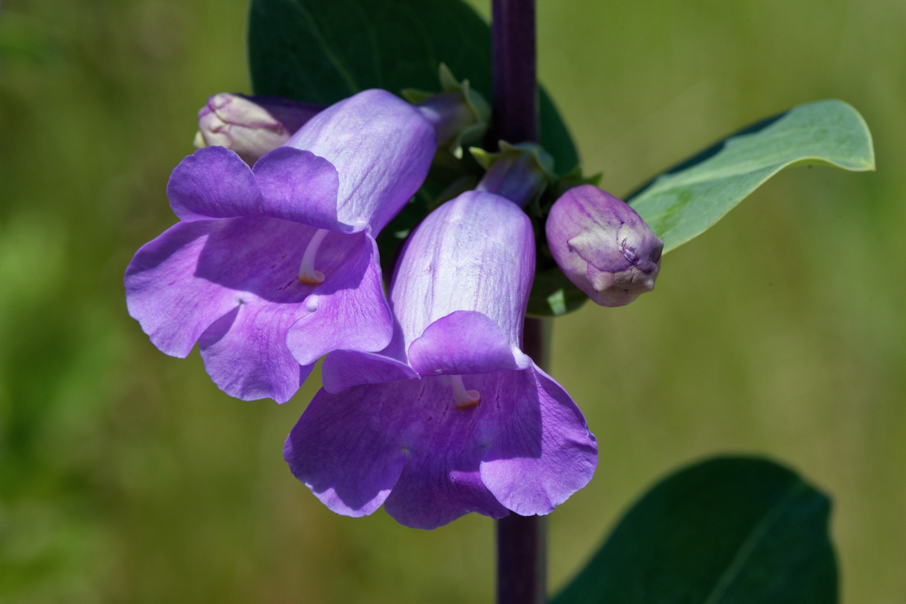 250 LARGE FLOWERED BEARDTONGUE Penstemon Grandiflorus Native Pink Purple Flower Seeds