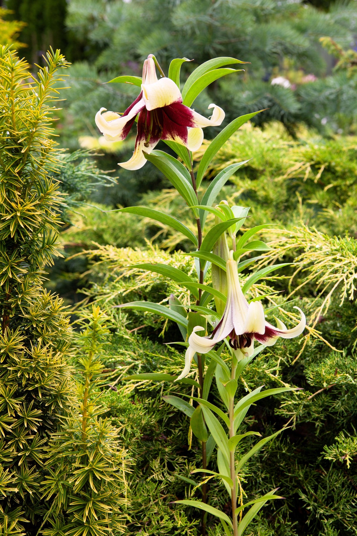 5 NEPAL LILY Green & Maroon Lilium Nepalense Fragrant Flower Seeds