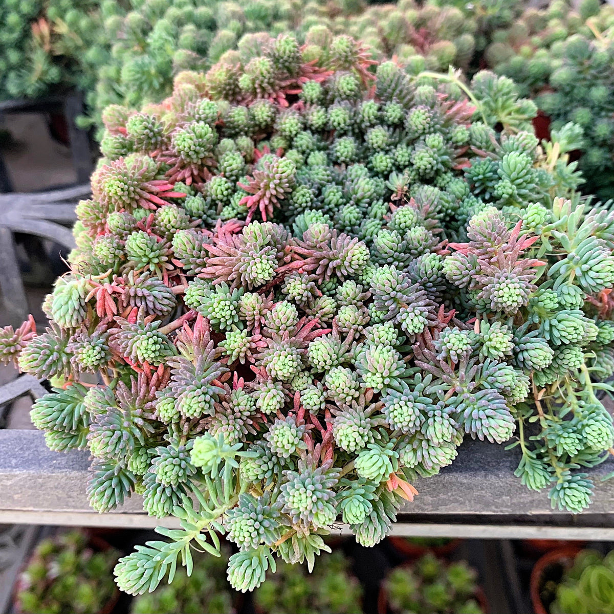 25 Spanish STONECROP / SEDUM HISPANICUM Groundcover Flower Seeds