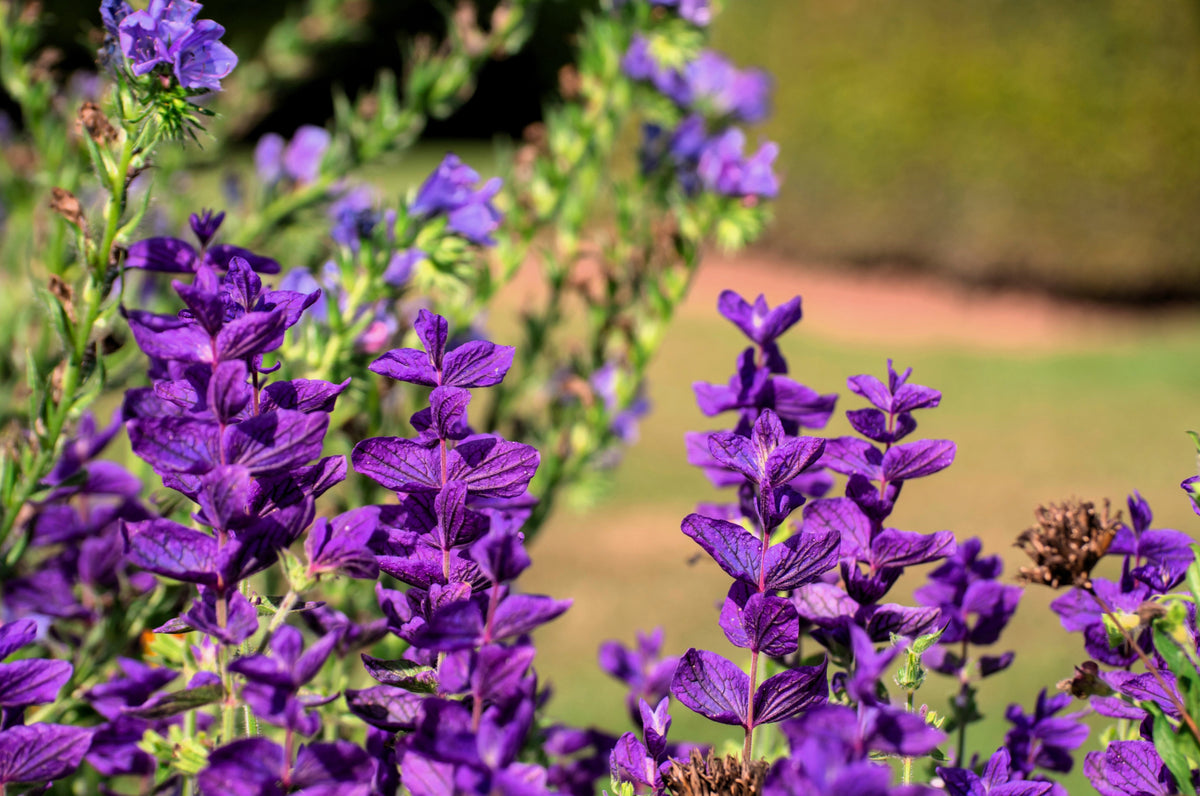 50 BLUE Monday CLARY SAGE Salvia Viridis Horminum Herb Flower Seeds