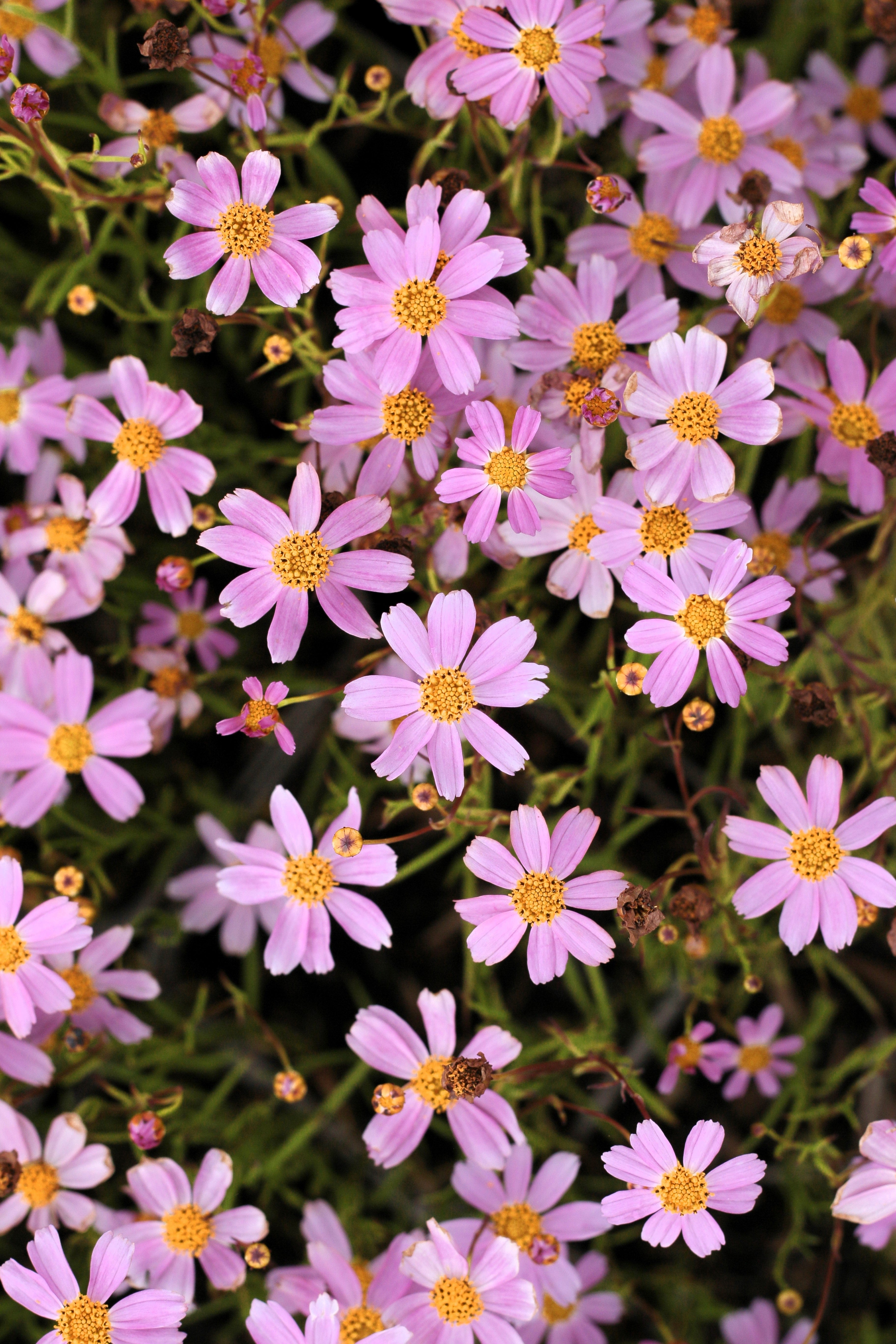 30 Pink AMERICAN DREAM COREOPSIS Rosea Dwarf Tickseed Flower Seeds