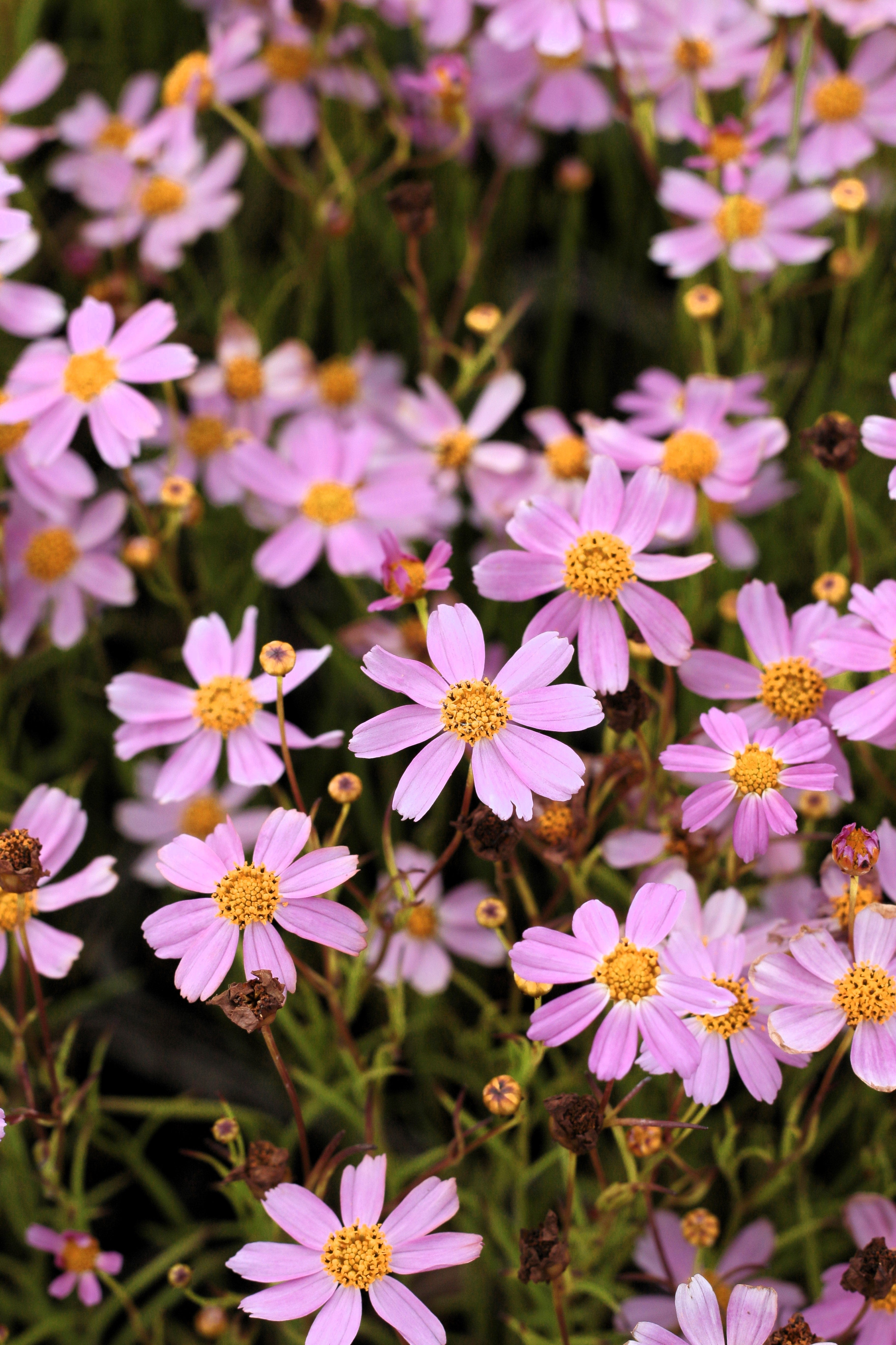 30 Pink AMERICAN DREAM COREOPSIS Rosea Dwarf Tickseed Flower Seeds