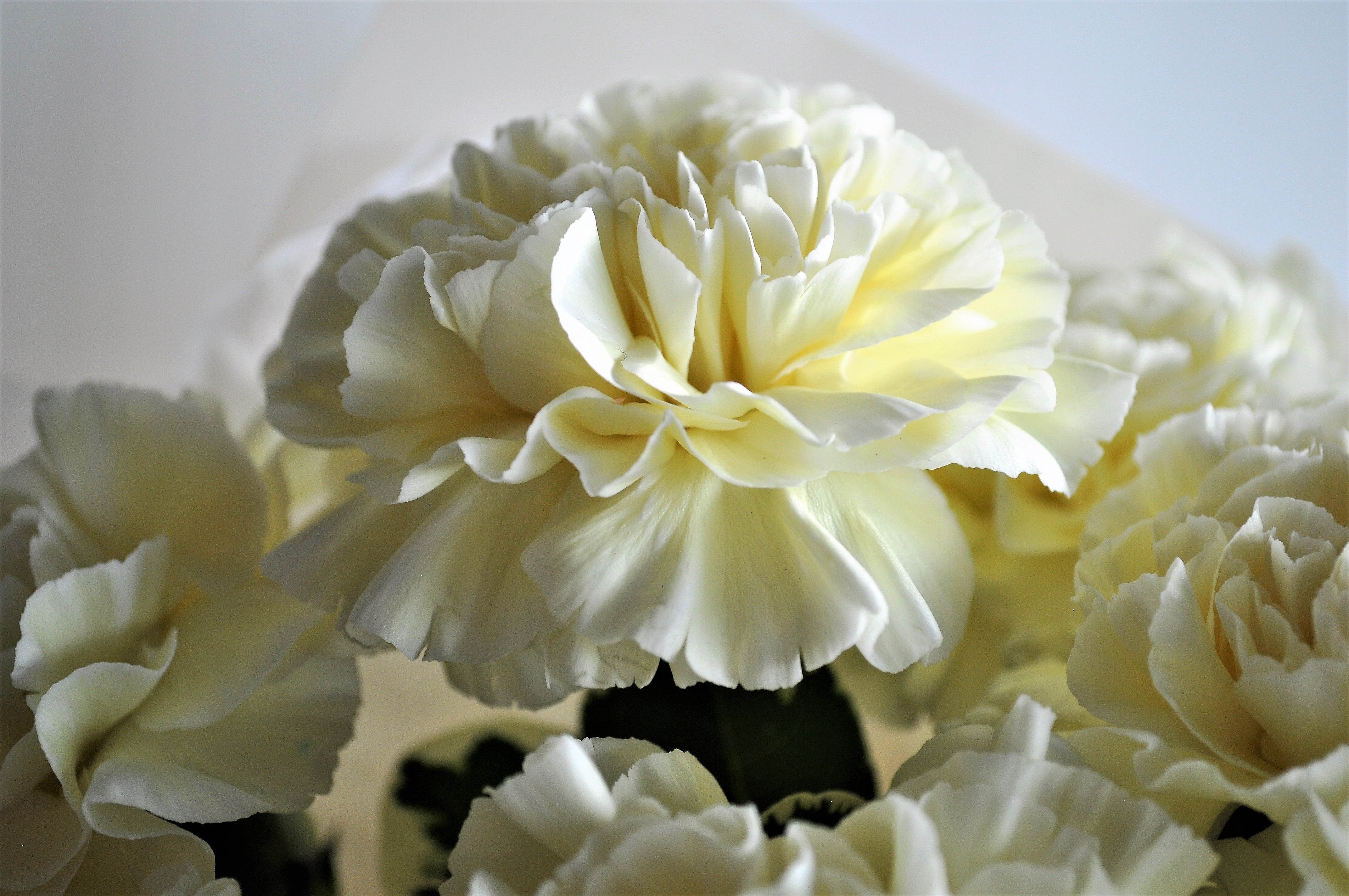 50 WHITE CARNATION Dianthus Caryophyllus Grenadin Flower Seeds