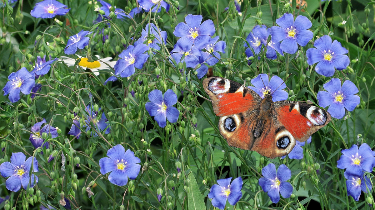 100 BLUE FLAX (Prairie Flax / Lewis Blue Flax) Linum Perenne Lewisii Flower Seeds