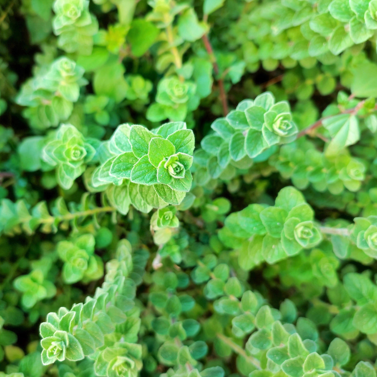 2000 SWEET MARJORAM Origanum Majorana Herb Flower Seeds