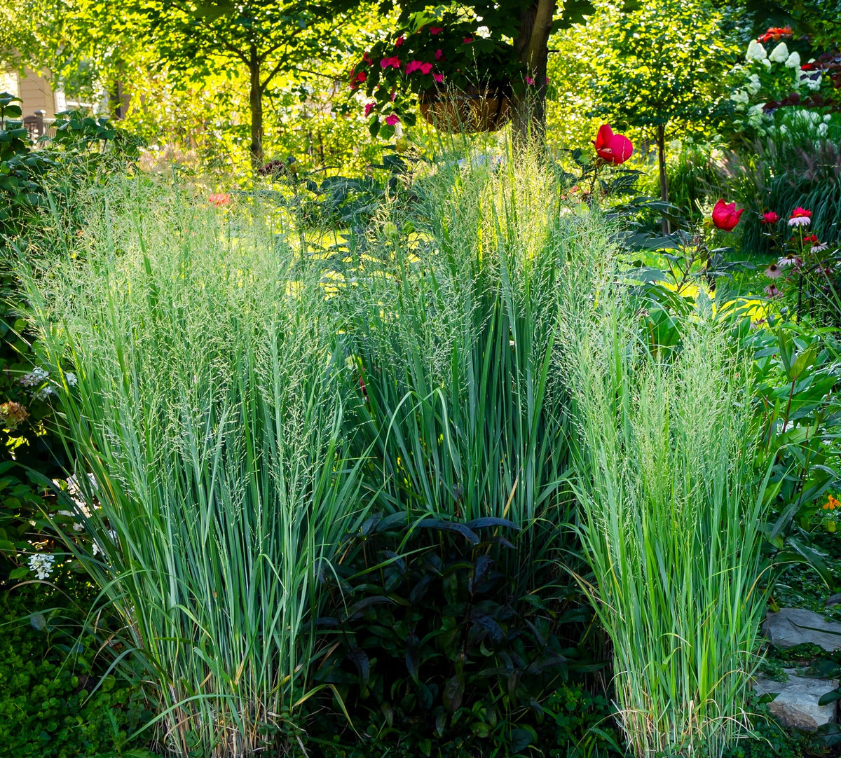 30 Violet PANIC GRASS Panicum Miliaceum Violaceum Ornamental Purple Millet Seeds