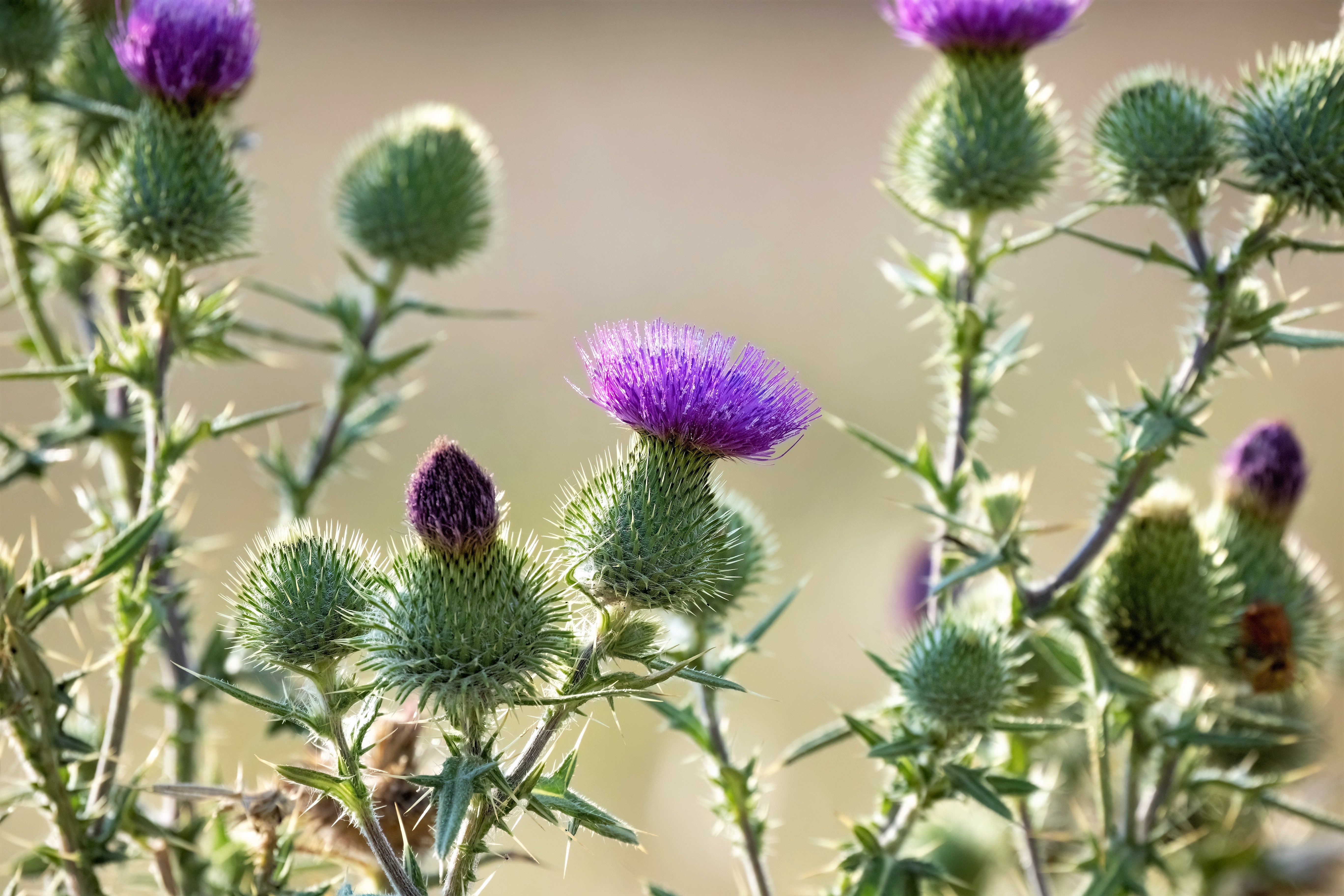 100 ORGANIC Blessed MILK THISTLE Silybum Marianum Hummingbird Purple Flower Seeds